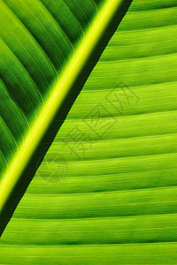 美丽的棕榈树叶背景图片