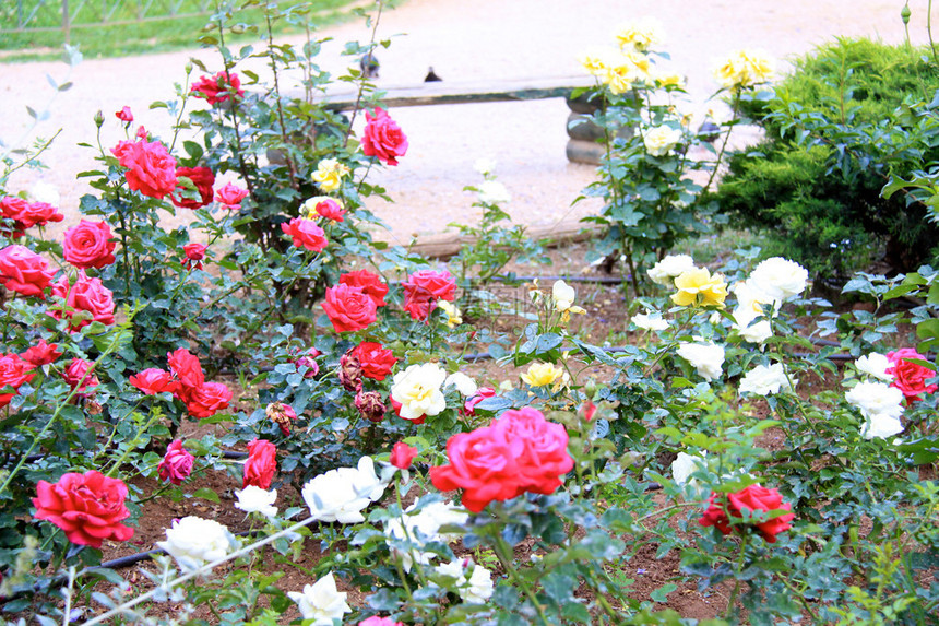 花园里美丽的玫瑰图片