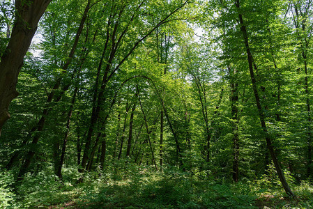 白天的森林景观草地和绿树成荫图片