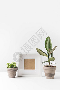空的相框和白色盆中的绿色室内植物图片