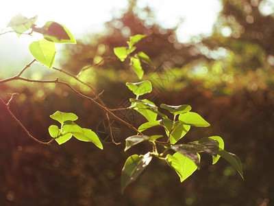 夏日树枝和绿色叶子直光从树上穿过整个背景的温暖图片