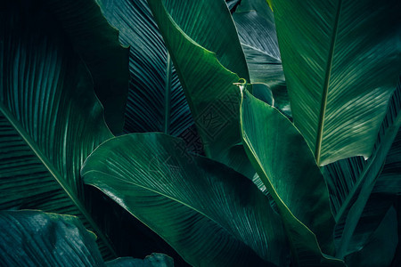 大片热带叶有深绿色质地抽象自然图片