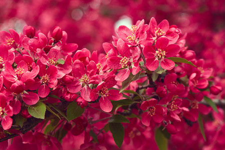春花树美丽的粉红色花束紧图片