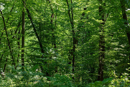 森林中阳光下的绿树美景图片