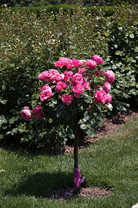 玫瑰树玫瑰花园图片