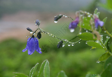 雨后花铃上沾满露水图片