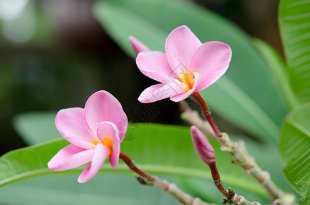 花园里鸡蛋花的特写图片