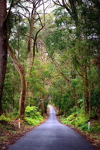 澳大利亚绿色森林的空高清图片