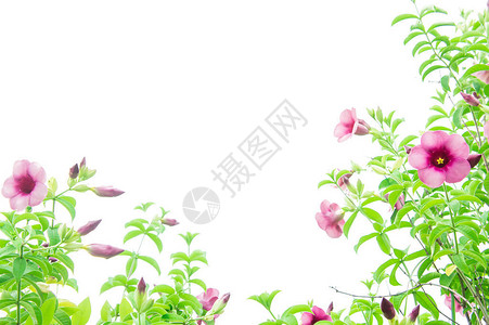 紫碧尼翁花粉红花种植古老的植物和共同高清图片