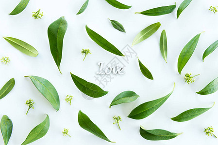 美丽的新绿叶和爱情符号的顶端景象孤立在白色的婚礼邀背景