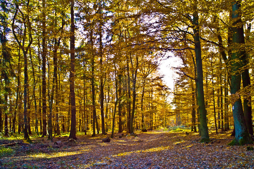秋天森林里的树图片