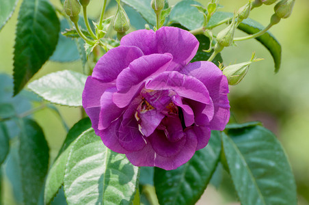 花园里美丽的紫玫瑰图片