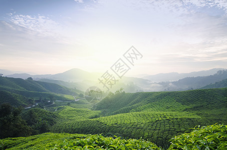 来自马来西亚卡梅伦高地山顶的茶叶农场日出风景图片