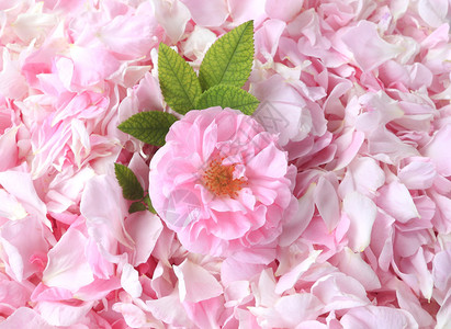 背景上的粉红茶玫瑰花瓣背景图片