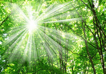 绿色森林阳光和阴影图片