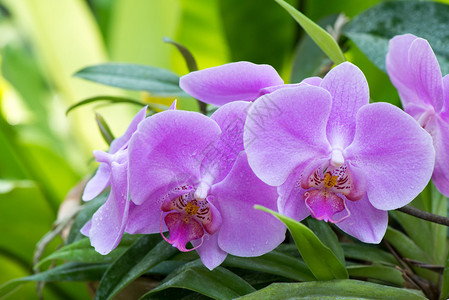 紫兰花鲜花背景图片