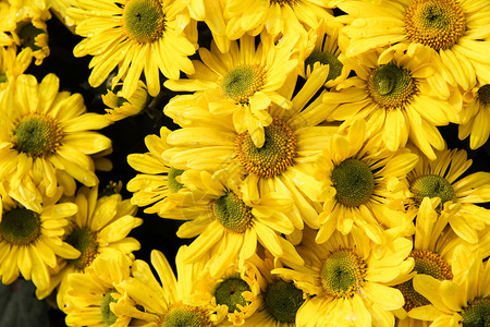 黄菊花背景图片