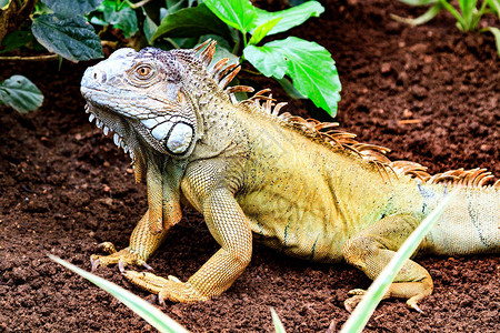 绿蜥蜴Iguana图片