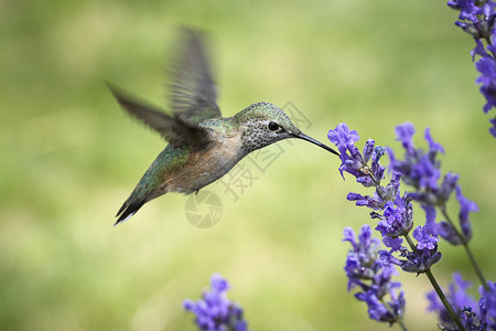 雌蜂鸟从花中饮用图片