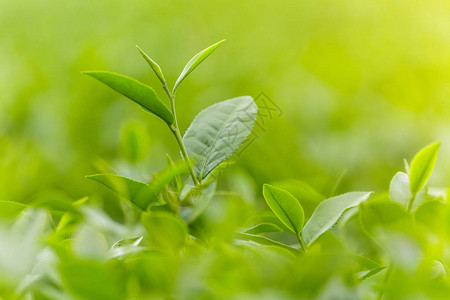 茶叶种植园中新图片