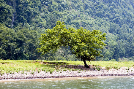 广西省李江河青树在桂林河边的绿树上美图片