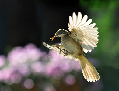飞鸟扩张翅膀飞行时携带蠕虫图片