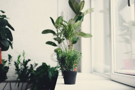 窗台上美丽的绿色盆栽图片
