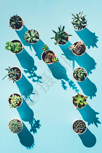 蓝色绿锅炉植物的字母图片