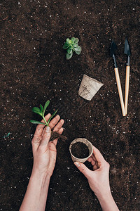 将绿色植物和花盆握在地面上带有园艺工具图片