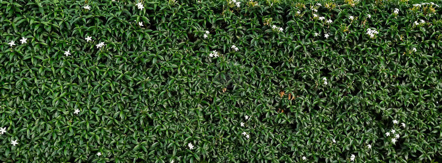 绿色纹理从灌木丛中长出白花的活墙图片