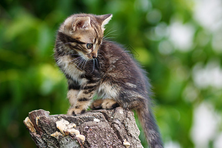 条纹棕色可爱小猫坐在户外的树桩上图片