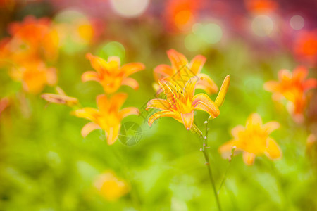 细茎上明亮的橙色花朵绿色背景背景图片