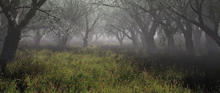 有草的迷雾森林全景拍摄图片