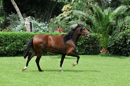 秘鲁马匹CaballodePaso图片