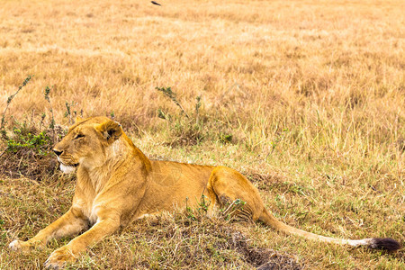 一大只年轻的母狮躺在草地上图片