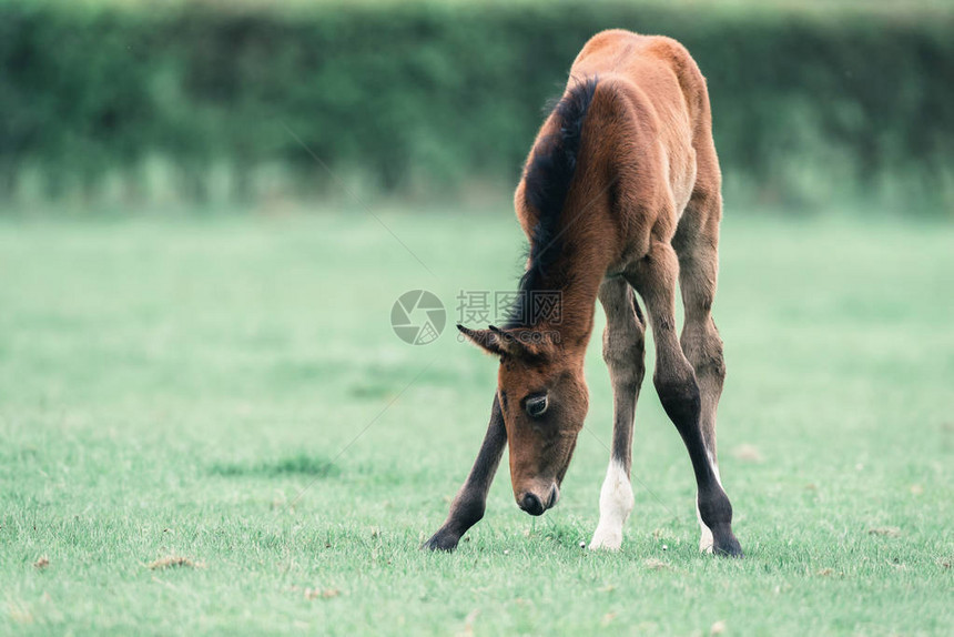 可爱的小马驹前腿张开在草地上放牧图片