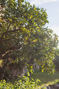 意大利Portovenere地区石灰树枝上生长叶子的美丽图片