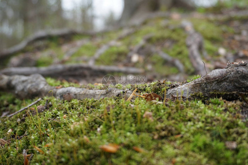 春季绿色苔藓的特写图片