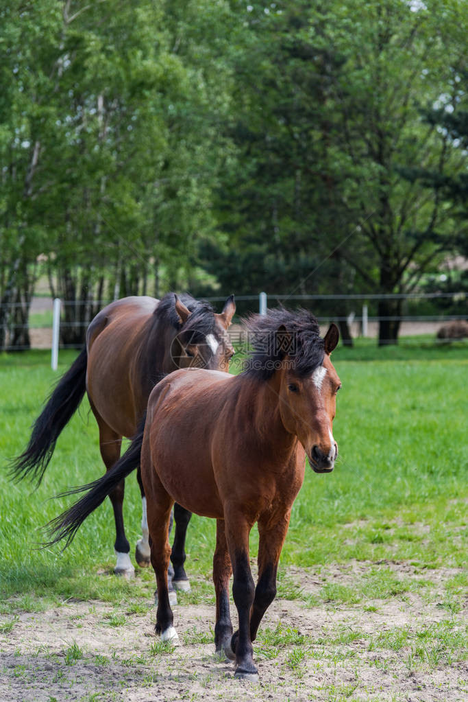 两匹栗色马在牧场上图片