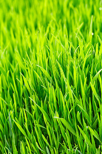绿草的叶片自然背景图片