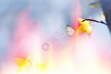 枫树和蝴蝶背景颜色漂亮图片