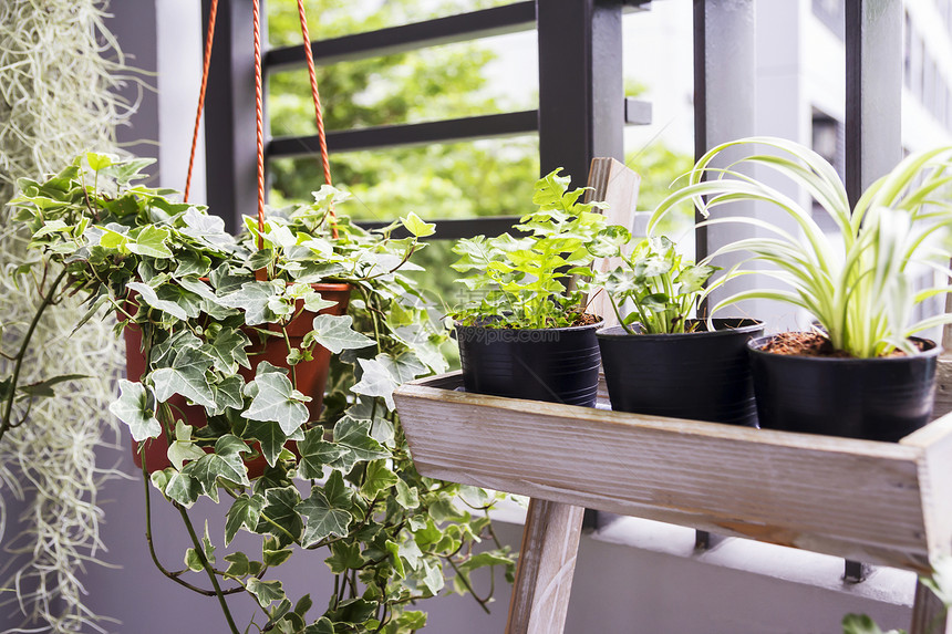 阳台上盆栽英国常春藤植物的和花园概念图片