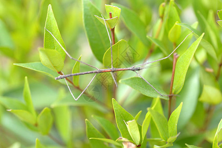 天然绿叶上的TenoderaPinapapovonis或Phoba图片