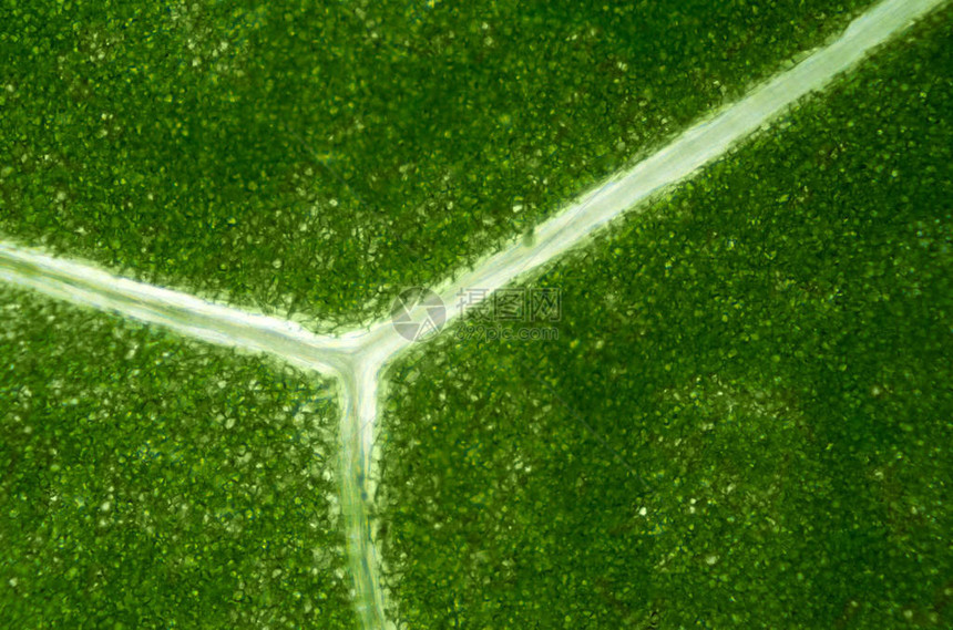 光显微镜下的生菜叶Batavia叶中绿色叶板和半透明分流静脉的详情宏观食物照图片
