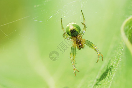 蜘蛛网中的绿蜘蛛图片