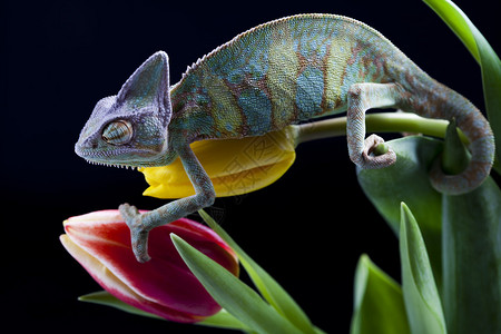 卡马隆特变色龙属于最著名的蜥蜴科之一背景