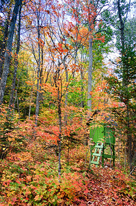 加拿大魁北克省秋天树丛中隐藏的图片
