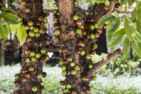 树上成熟和绿色的jabuticaba果子图片