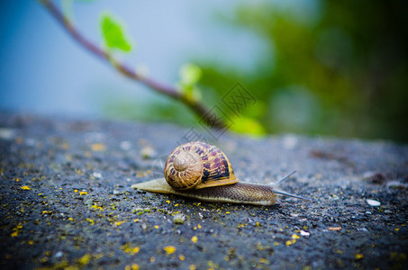 蜗牛走过石头背景图片