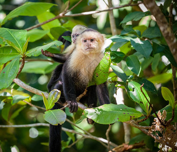 哥斯达黎加热带森林中图片
